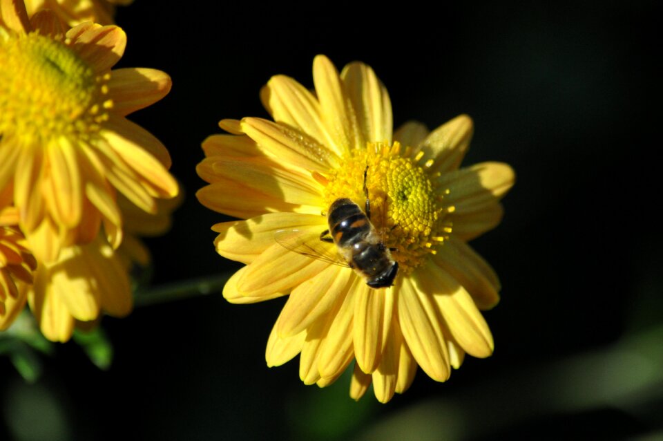 Plant bright bee