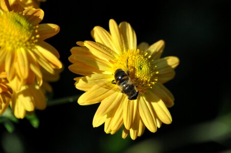 Plant bright bee photo