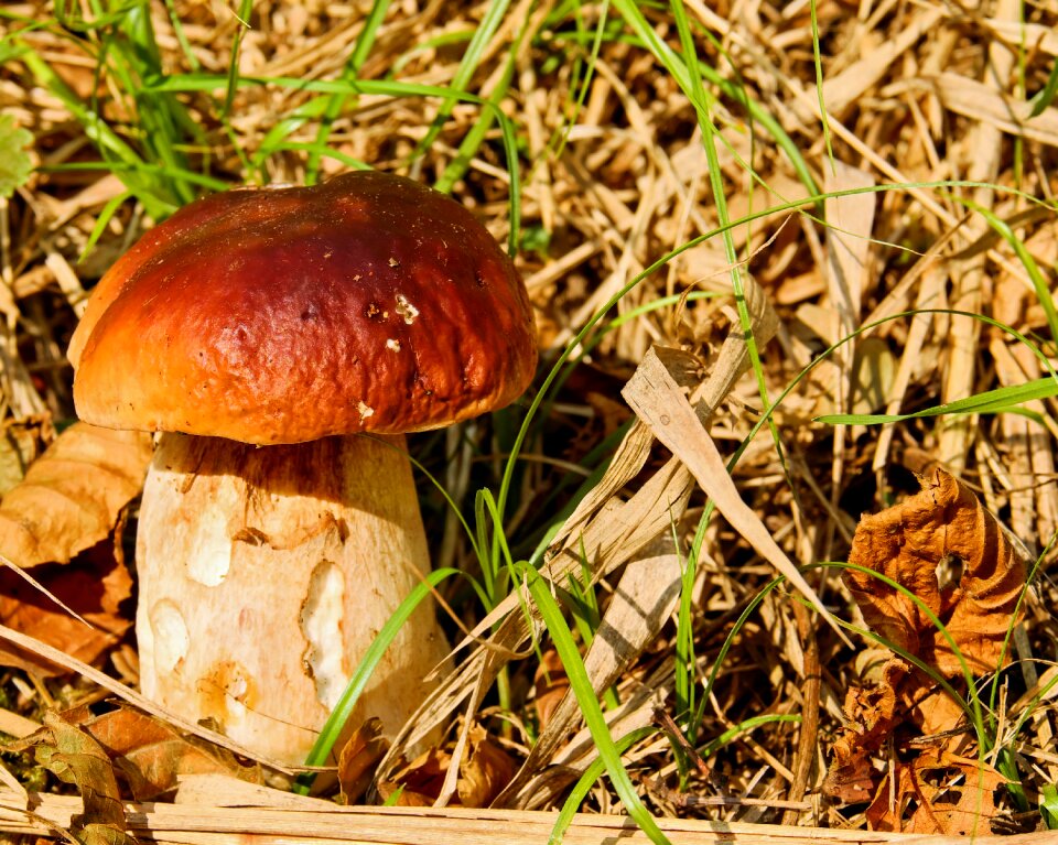 Forest mushroom noble rot edible