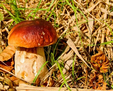 Forest mushroom noble rot edible photo