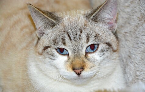 Animal blue eyes young cat photo