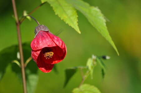 Flower garden color