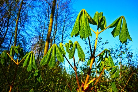 Foliage leaves chestnut foliage
