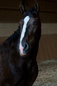 Equine brown head photo