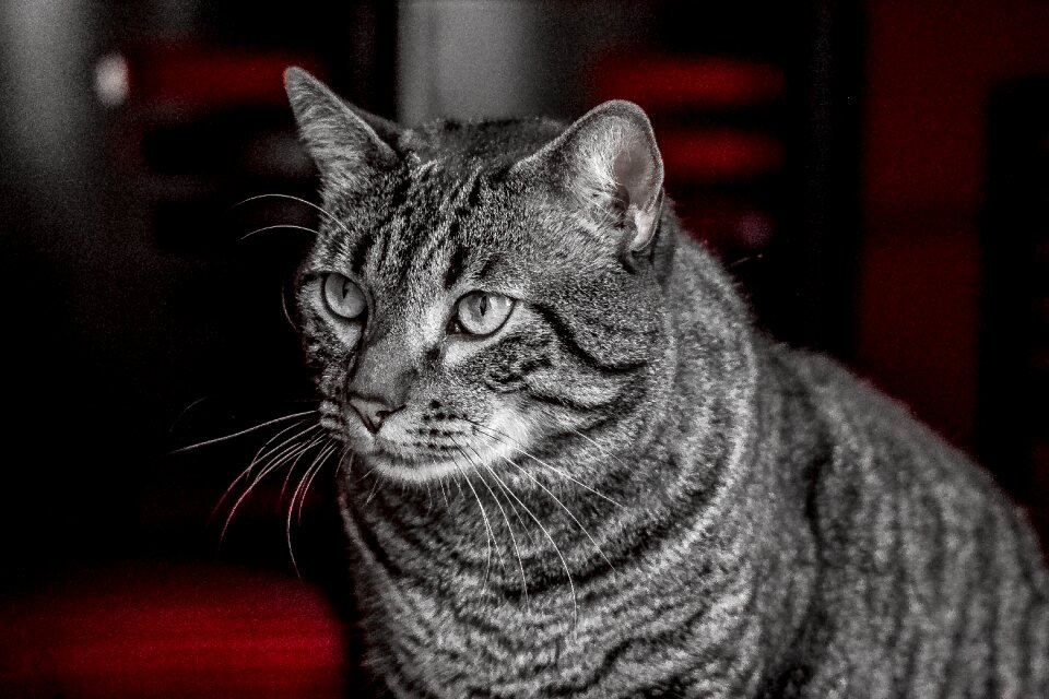Cat cute domestic