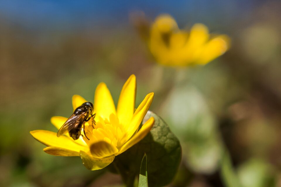 Outdoors flower honey
