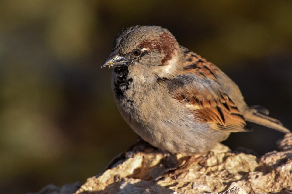 Wildlife outdoors animal