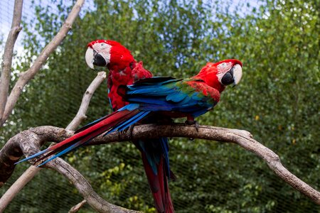 Bird beak color