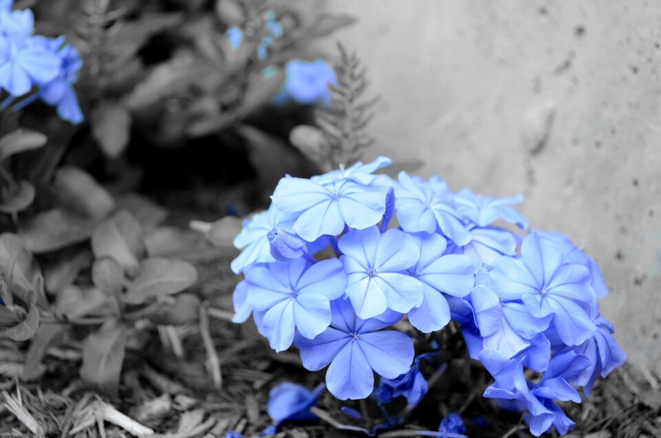Floral blossom natural