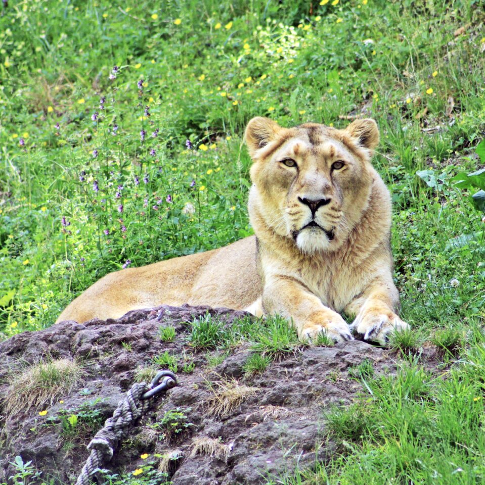 Predators zoo animal world