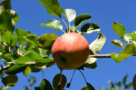 Apple tree garden kernobstgewaechs