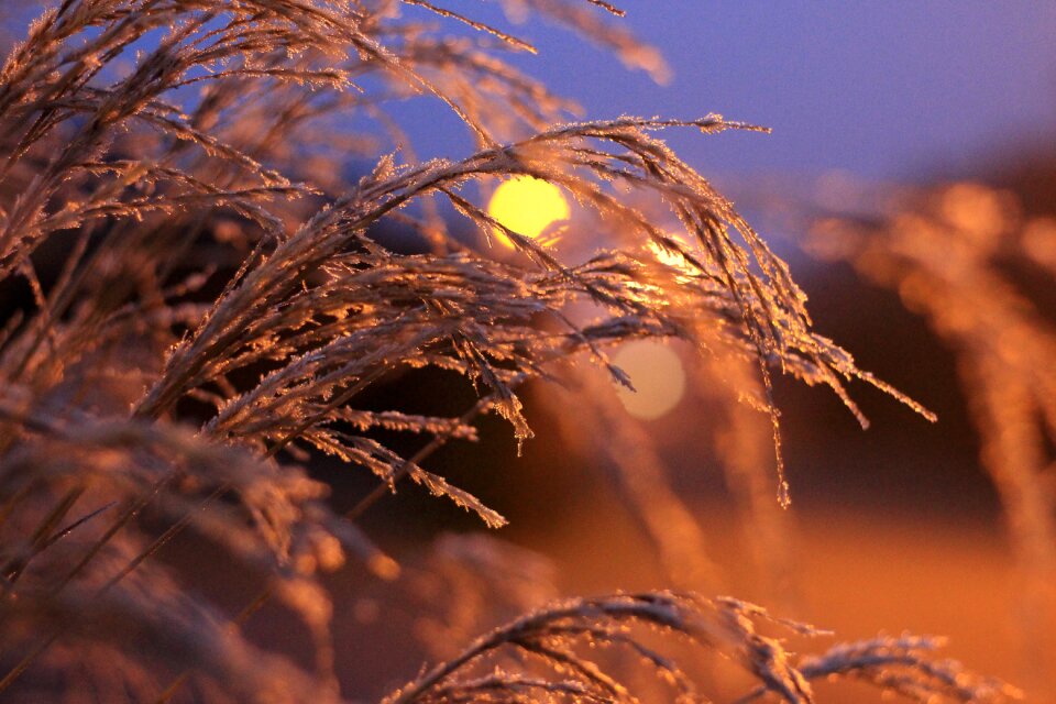 Winter cold frost