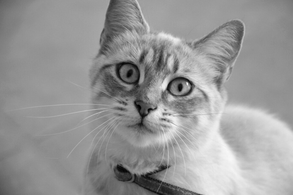 Animal domestic animal cute