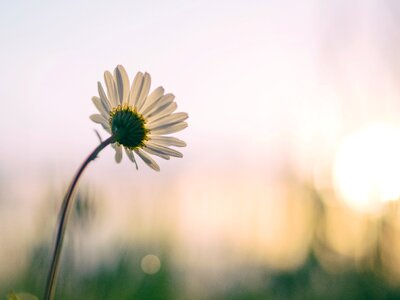 Blossoms nature plant