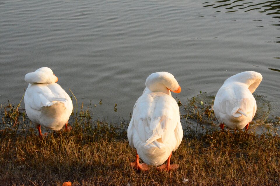 Waters nature duck