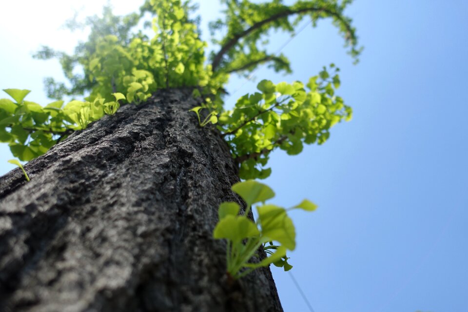 Sunny days ginkgo the leaves