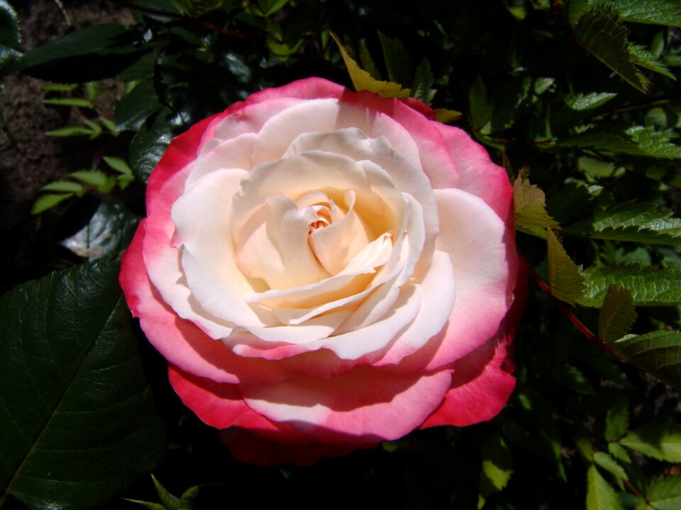 Flower blossom bloom
