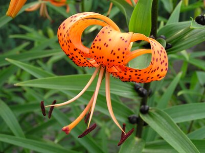 Flowers beautiful flower nature