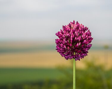 Purple blossoms stalk