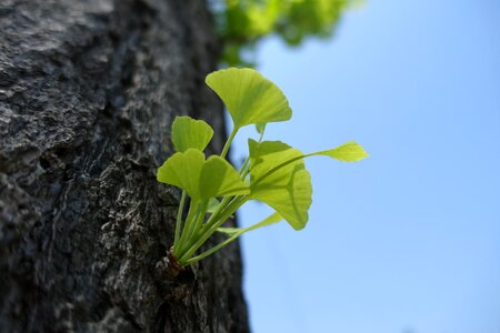 Ginkgo germination leaf
