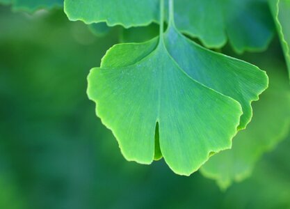 Gingko biloba leaves nature