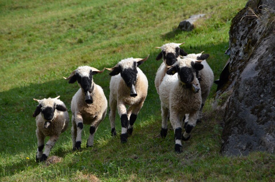 Flock of sheep flock of valais black nose sheep