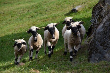 Flock of sheep flock of valais black nose sheep