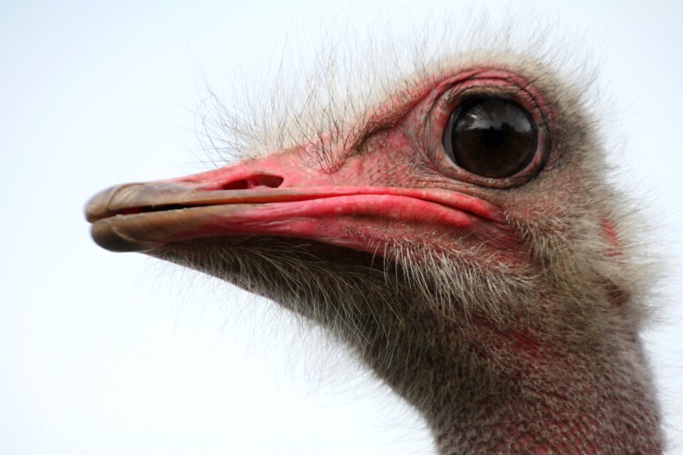 Flightless bird strauss bill