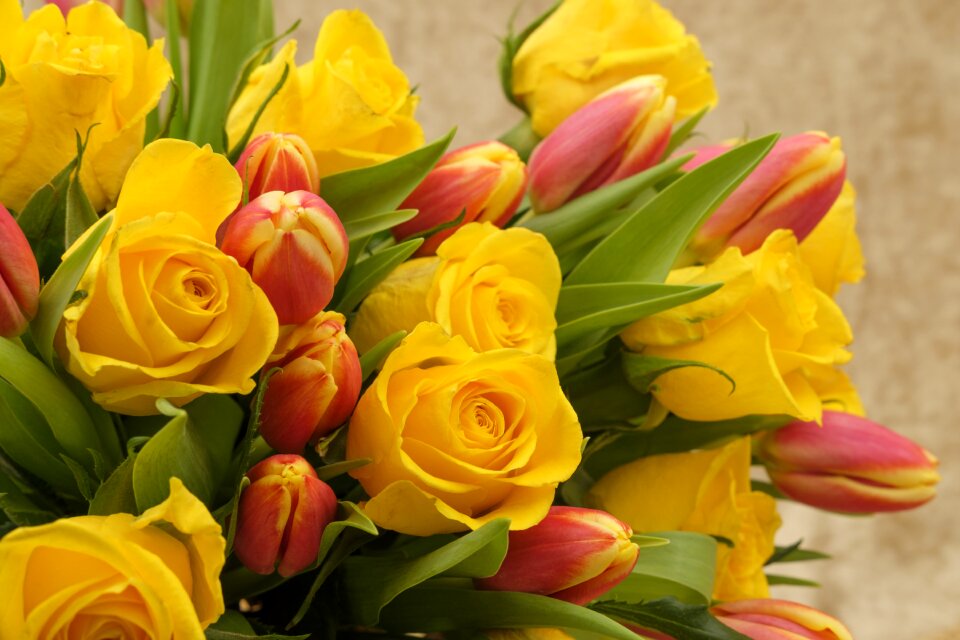 Roses tulips flowers
