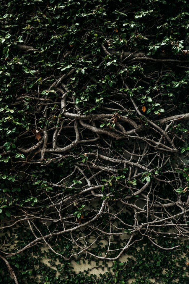 Green plants roots