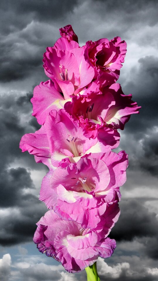 Sword flower blossom bloom