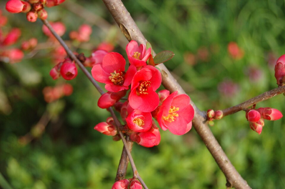 Branch outdoors flower