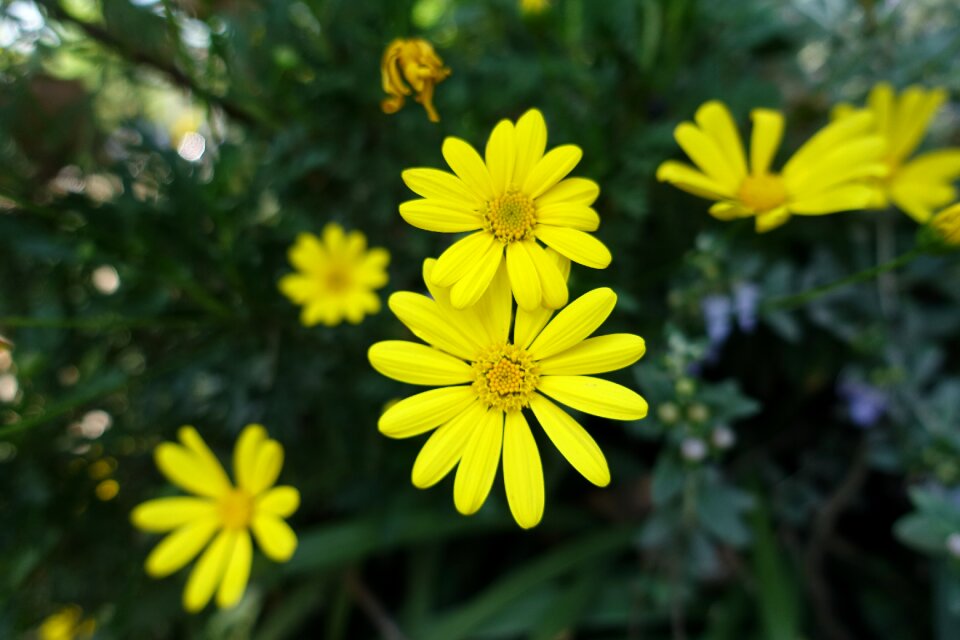 Small yellow flowers sunflower spring