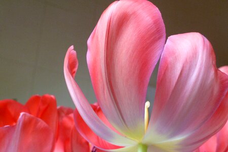 Tulip red spring photo
