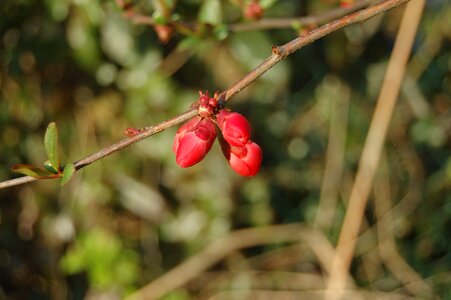 Leaf gems buds