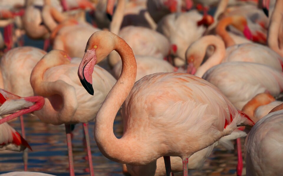 Flamingos birds camargue