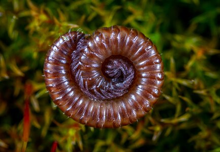 Nature krupnyj plan macro