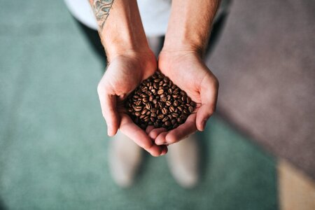Palm coffee beans photo