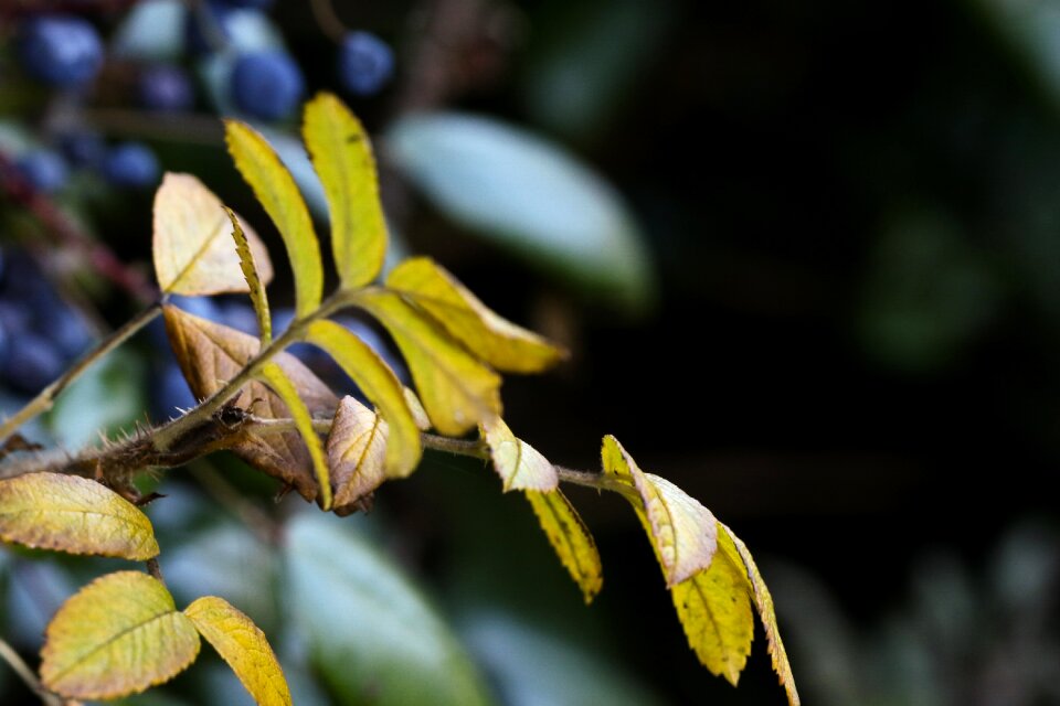 Berry fall nature