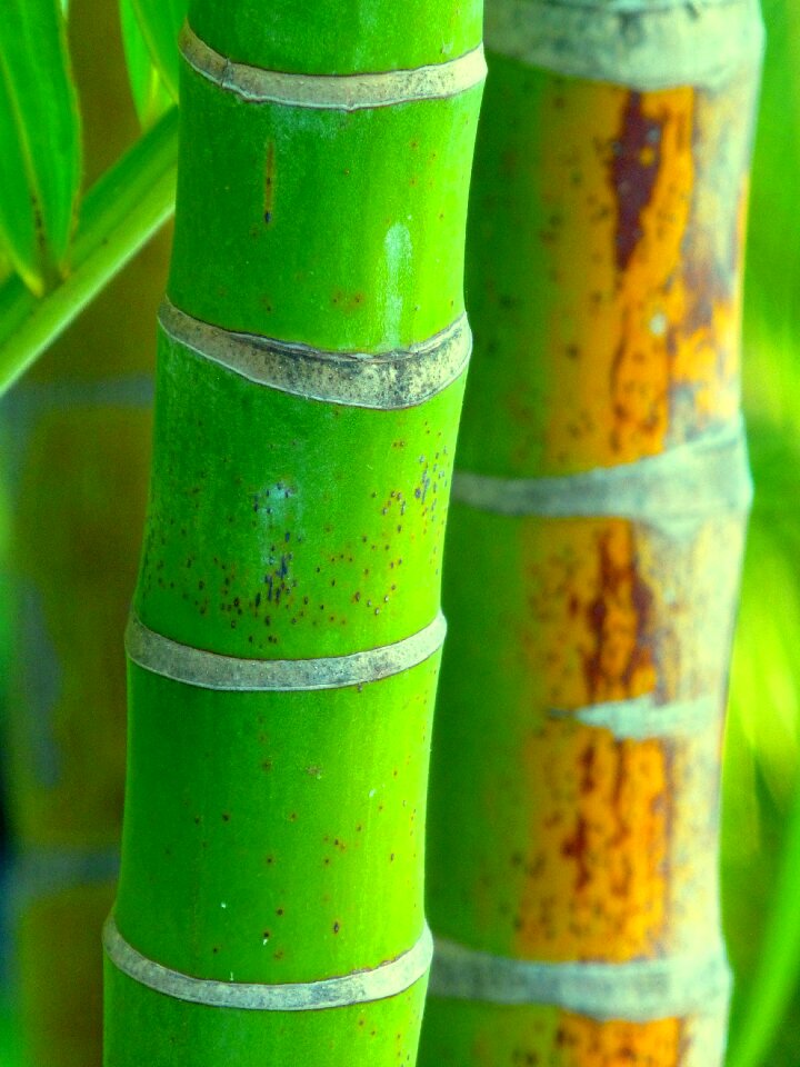 Bamboo nature china