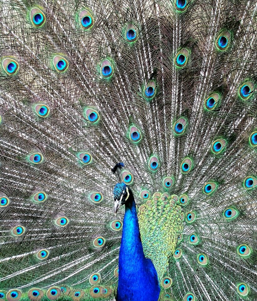 Peafowl pattern tail