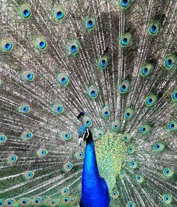 Peafowl pattern tail