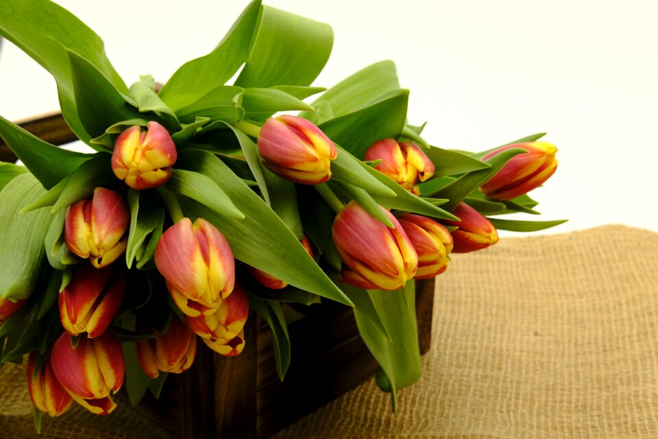 Flowers spring background
