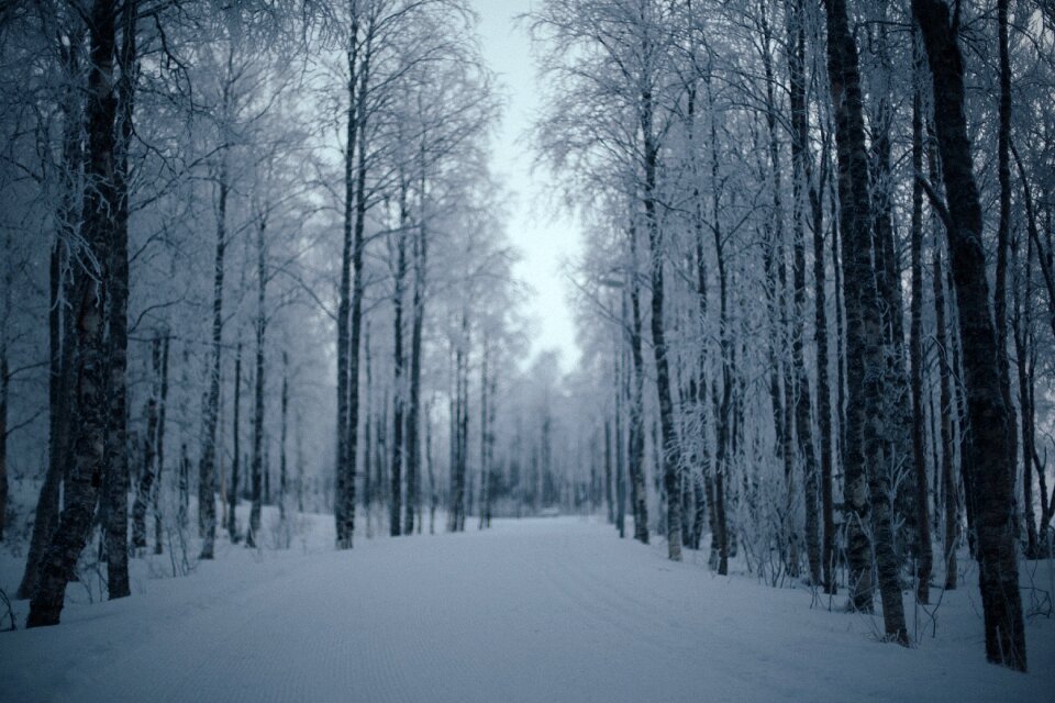 Trees roads paths photo