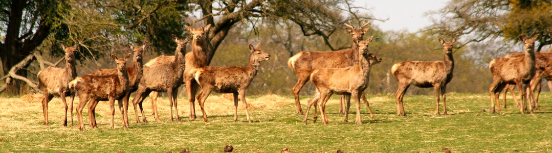 Grass nature deer