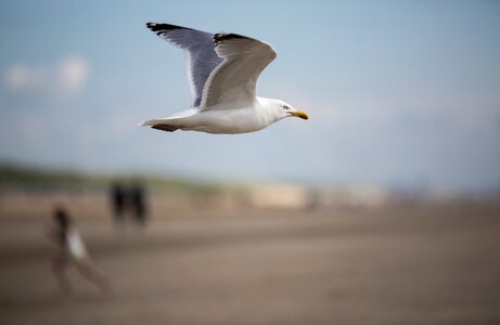 Water bird seevogel close up photo