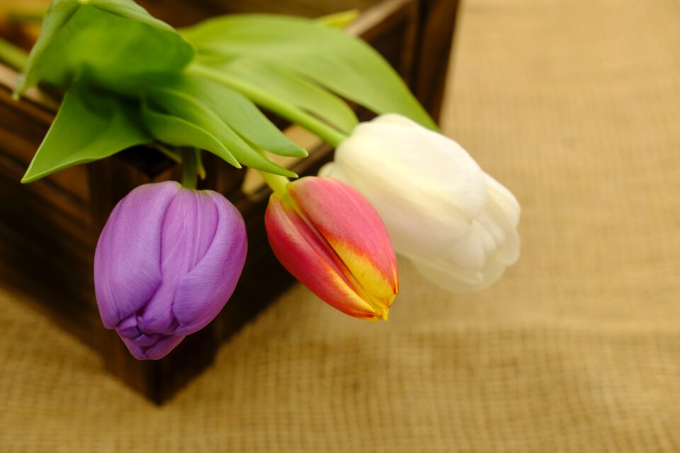 Flowers spring background