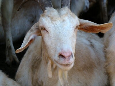 Farm goat animal photo