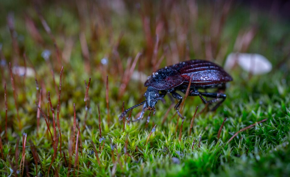 Environment grass beetle
