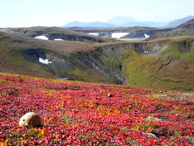 Tundra autumn road